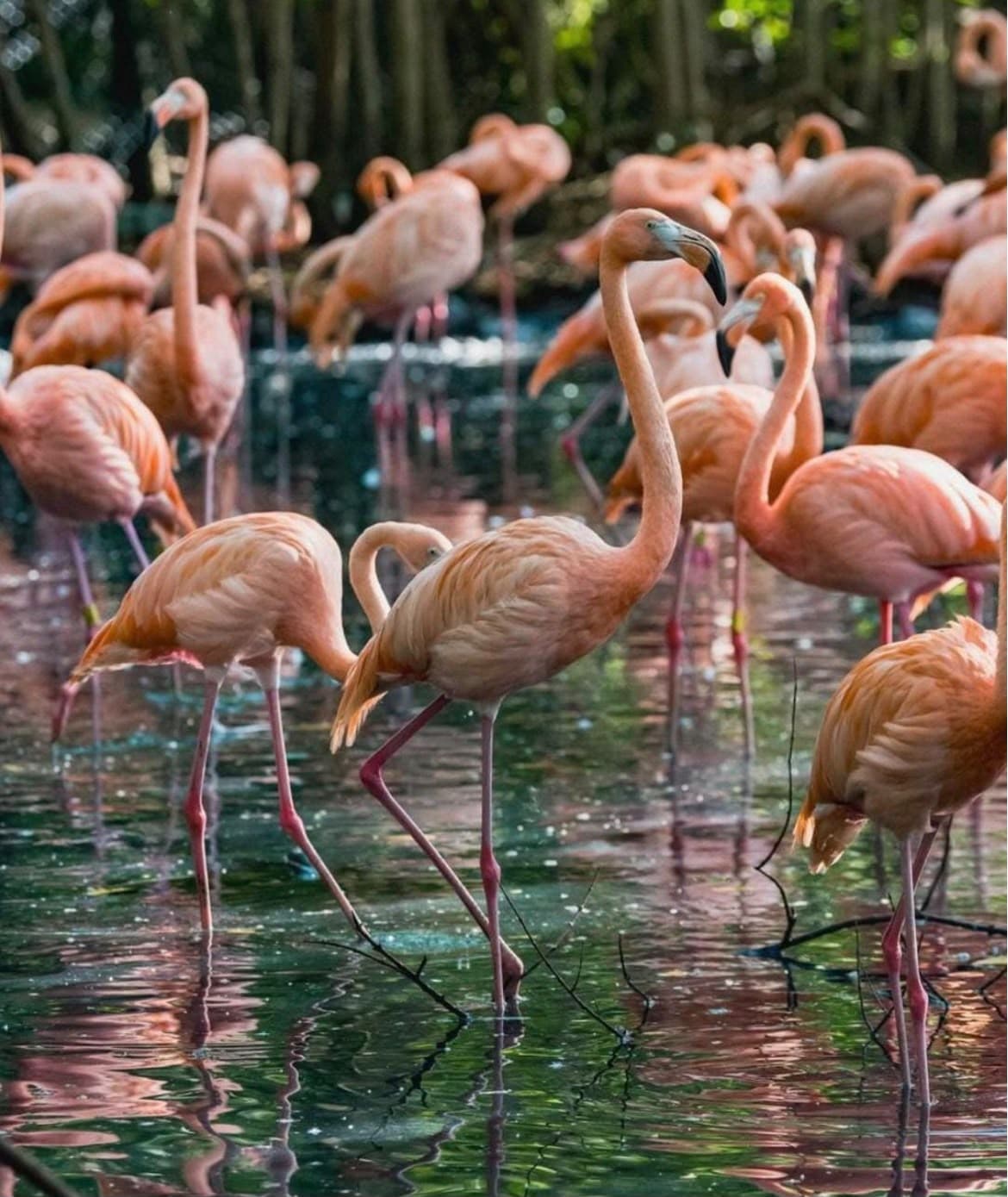 Aviario nacionales 3