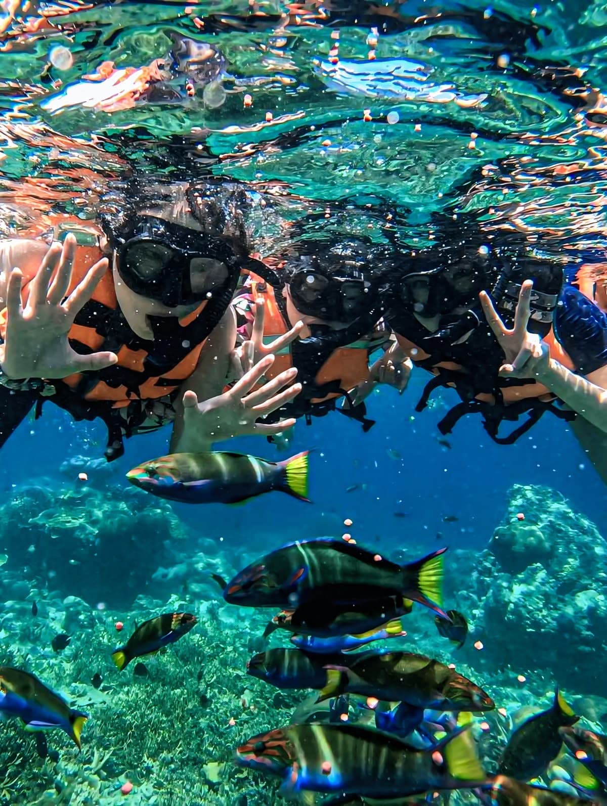 Playa tranquila más tour mapaches más snorkel más plancton