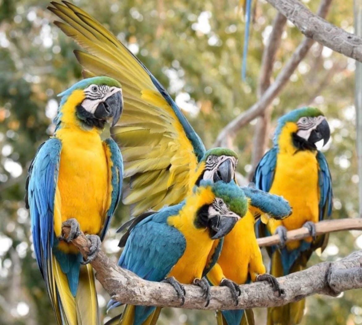 Aviario terrestre extranjeros 3
