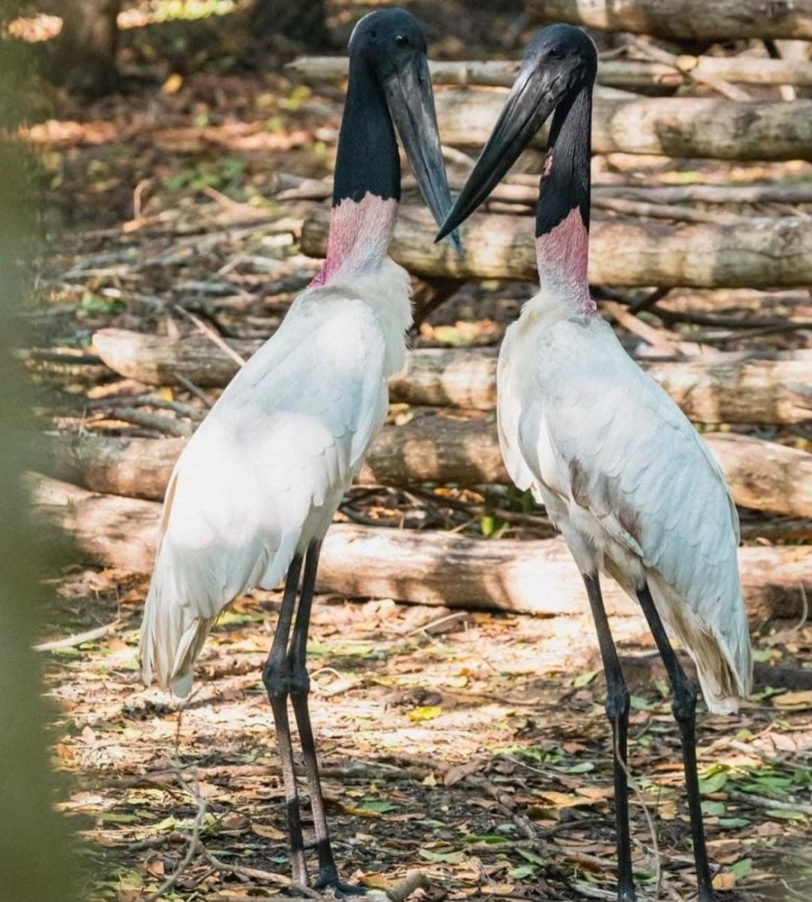 Aviario nacionales 2